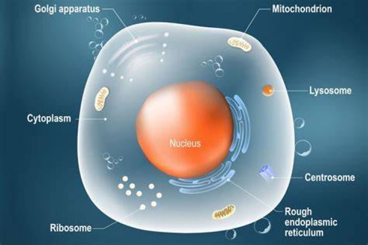 Do animal cells have a well defined nucleus and cell membrane?