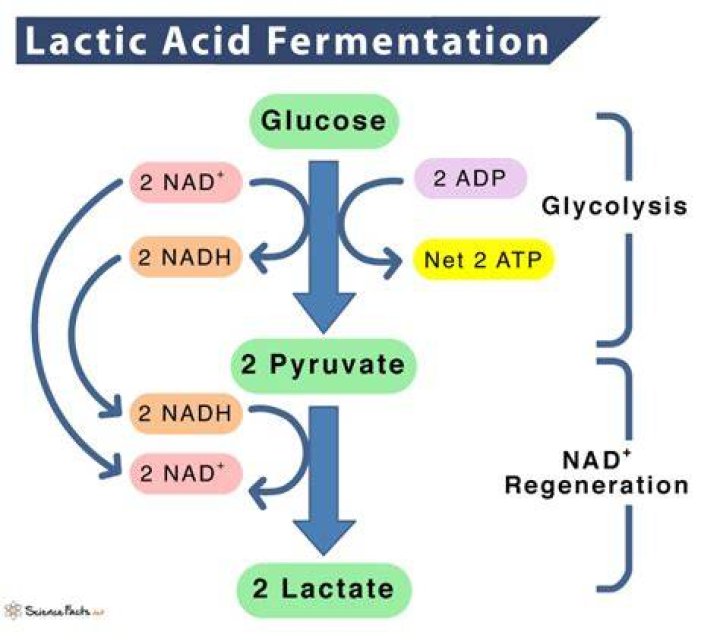 What is lactic acid fermentation Where does it occur?